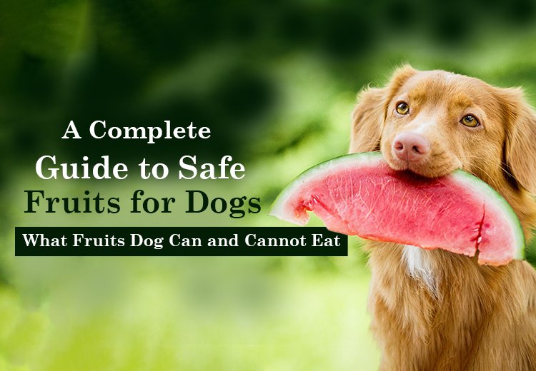 A Complete Guide to Safe Fruits for Dogs: What Fruits Dog Can and Cannot Eat